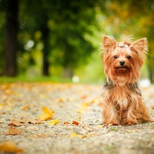 Yorkshire Terrier, Leaf