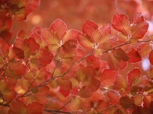 Red, Leaf, beech, young