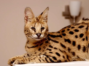 young, Serval