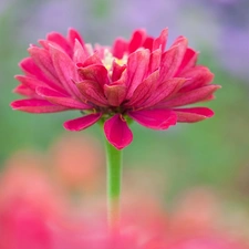 Close, Colourfull Flowers, zinnia