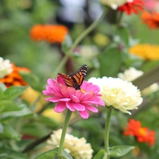 monarch, Monarch Butterfly, Zinnias, butterfly, Flowers